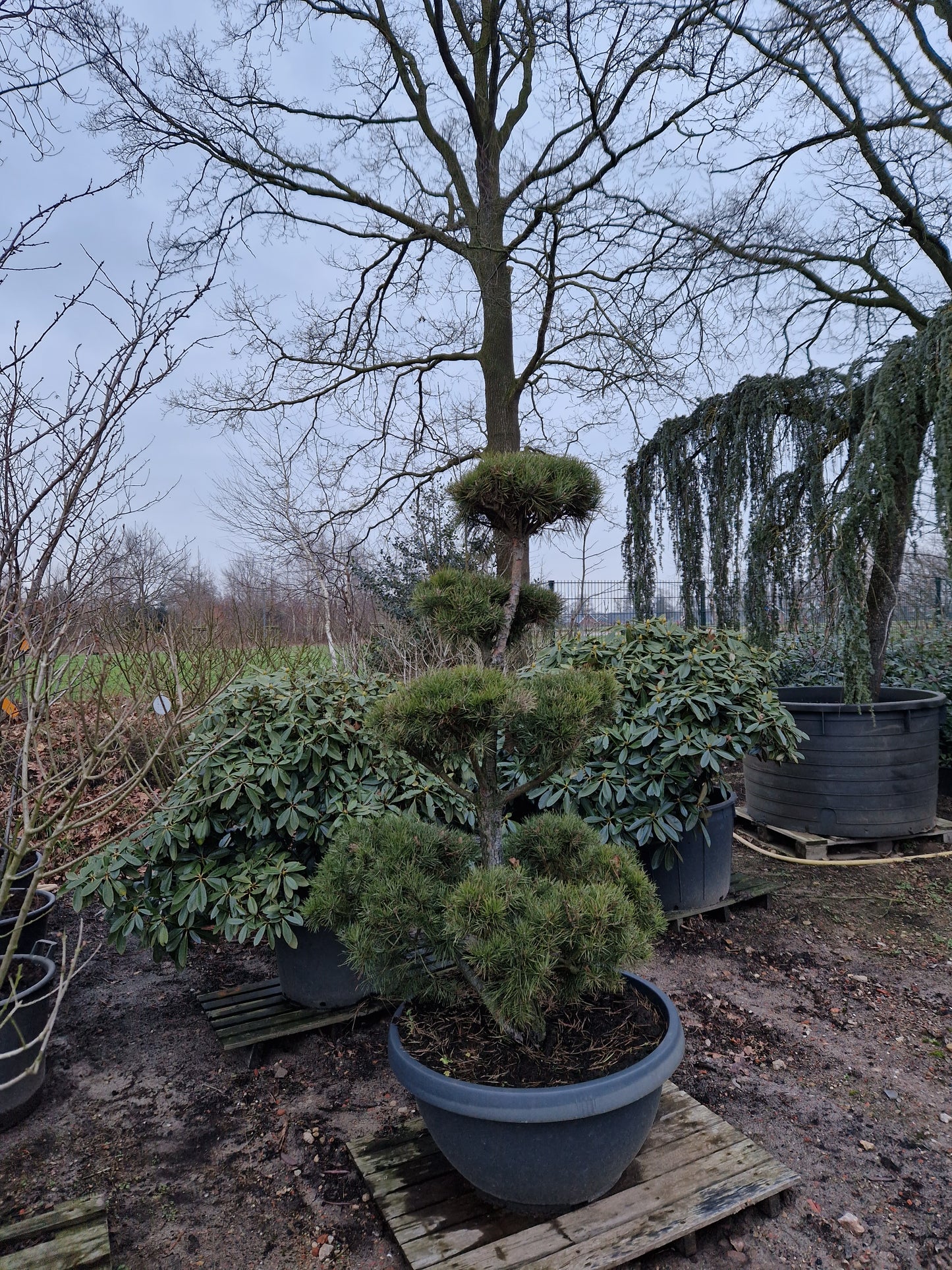 Pinus sylvestris Bonsai 180cm Nr.15 Sierpot