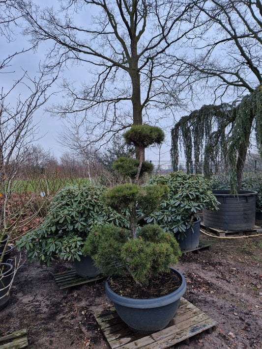 Pinus sylvestris Bonsai 180cm Nr.15 Sierpot