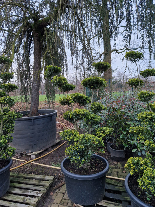 Ilex Crenata bonsai Japanse hulst 160-170cm XXL