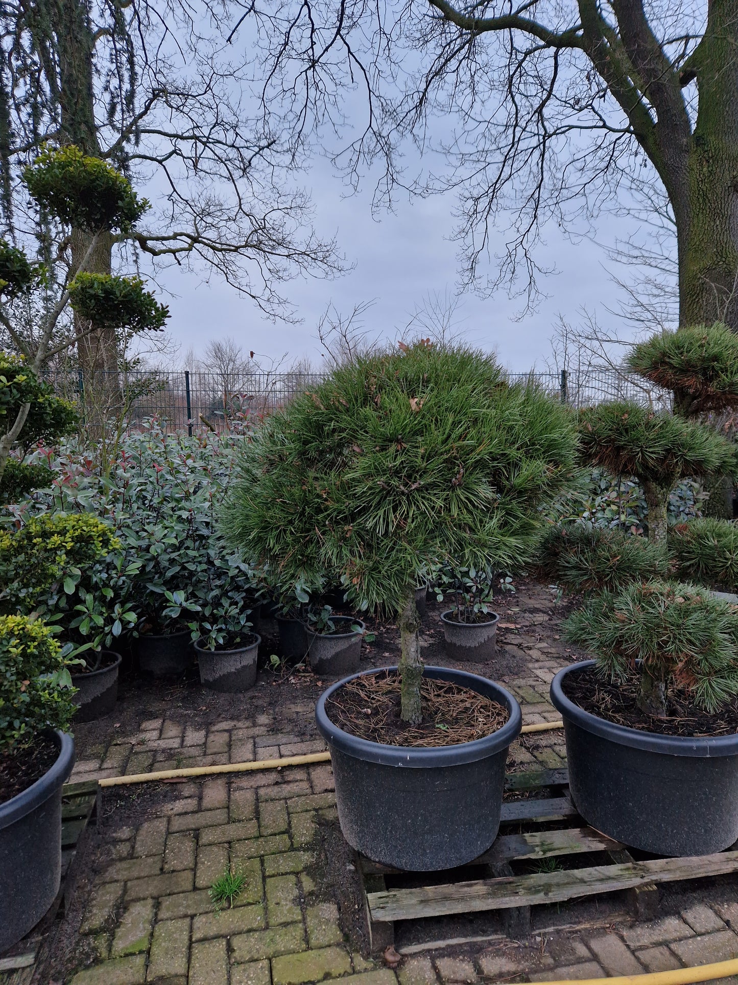 Pinus sylvestris Boom op stam 120cm