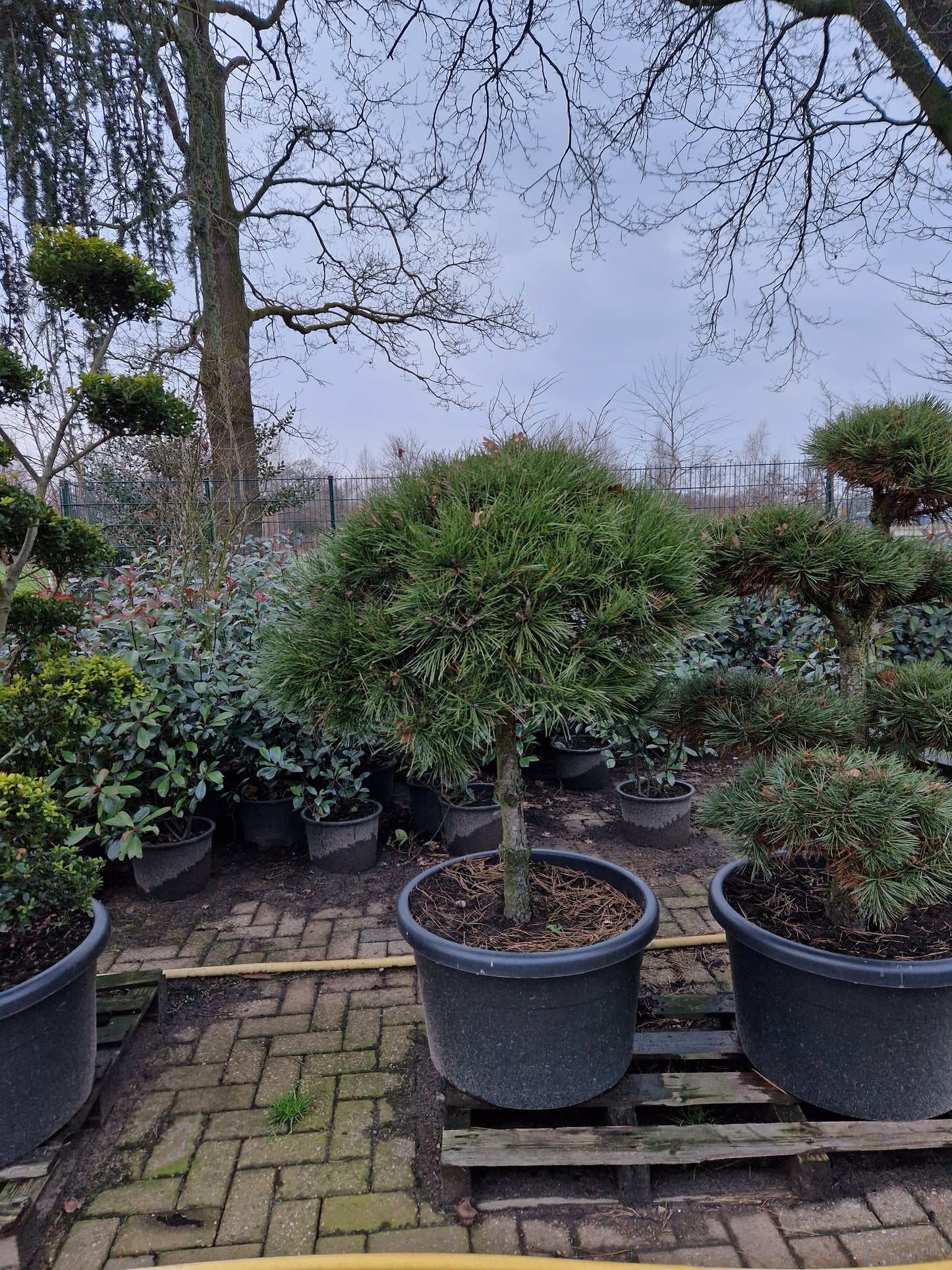 Pinus sylvestris Boom op stam 120cm