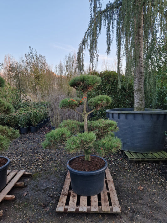 Pinus sylvestris Bonsai Nr 1.