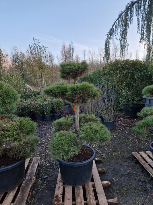 Pinus sylvestris Bonsai Nr 2.