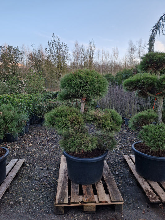 Pinus sylvestris Bonsai Nr 3.