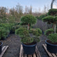 Pinus sylvestris Bonsai Nr 3.