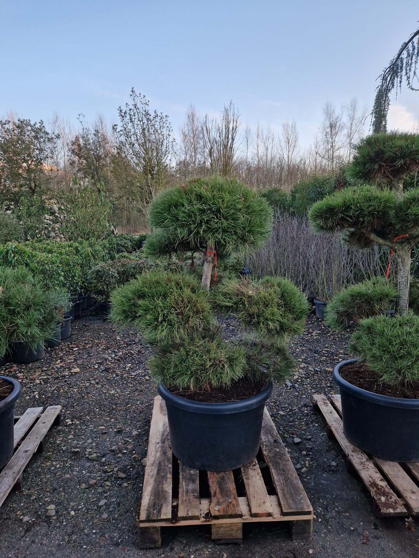 Pinus sylvestris Bonsai Nr 3.