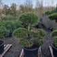 Pinus sylvestris Bonsai Nr 3.