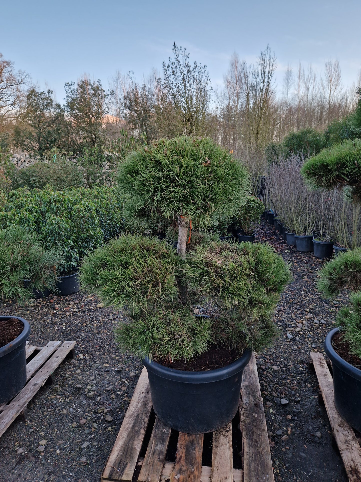 Pinus sylvestris Bonsai Nr 3.