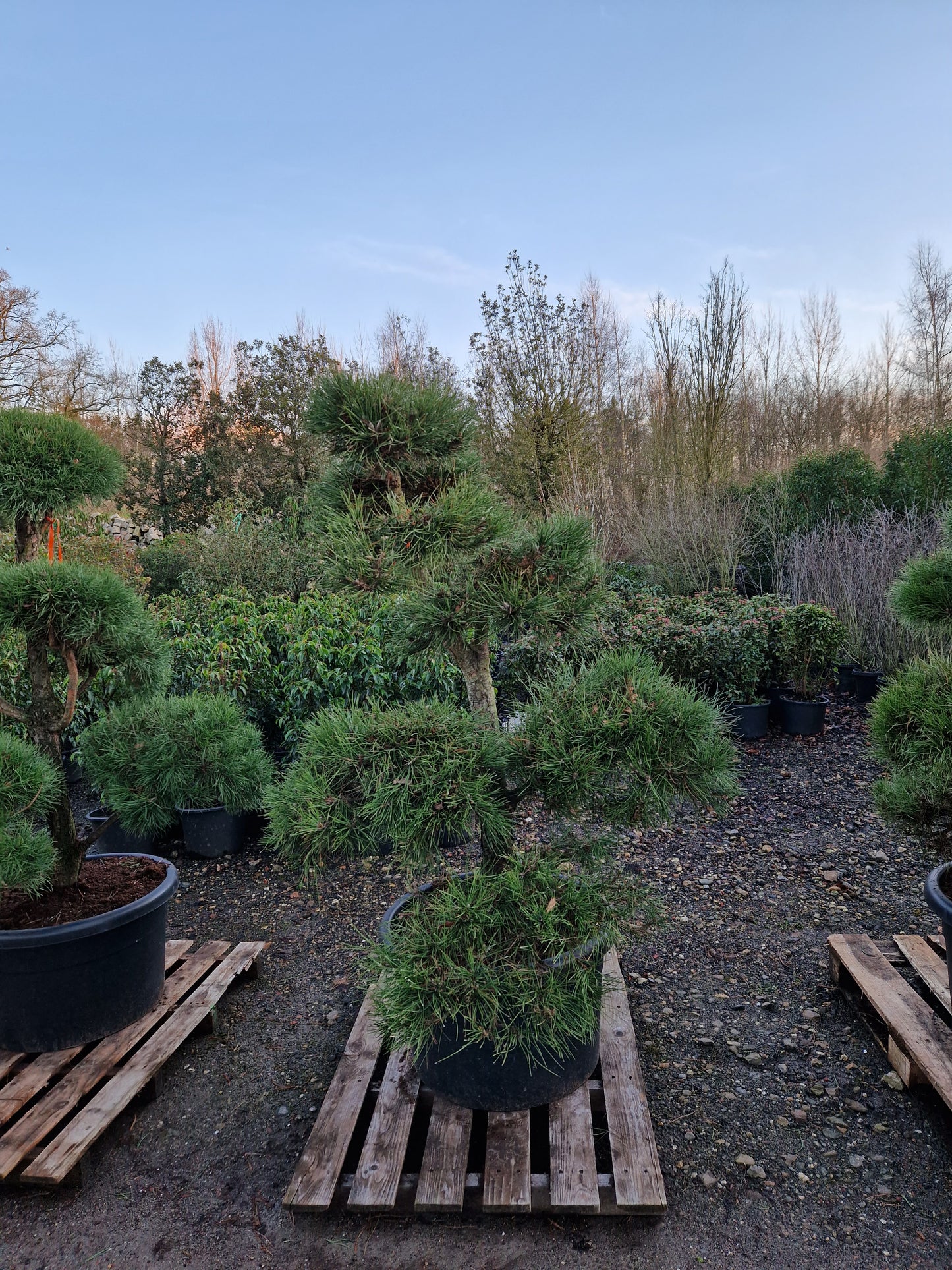 Pinus sylvestris Bonsai Nr 4.