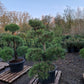 Pinus sylvestris Bonsai Nr 4.