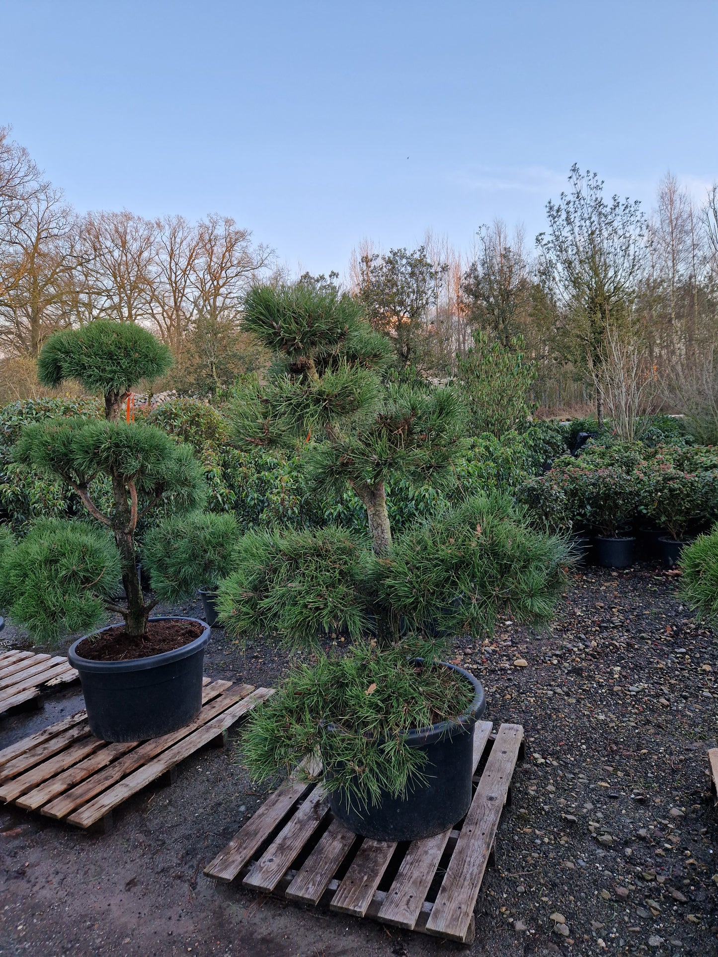 Pinus sylvestris Bonsai Nr 4.