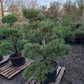 Pinus sylvestris Bonsai Nr 4.