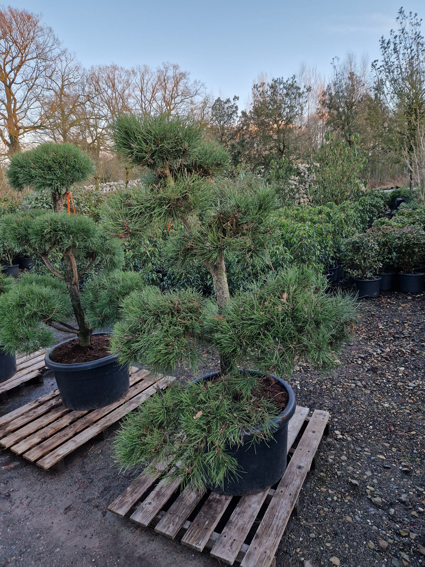 Pinus sylvestris Bonsai Nr 4.