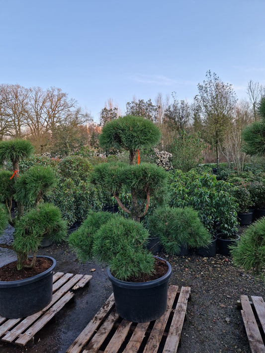 Pinus sylvestris Bonsai Nr 5.