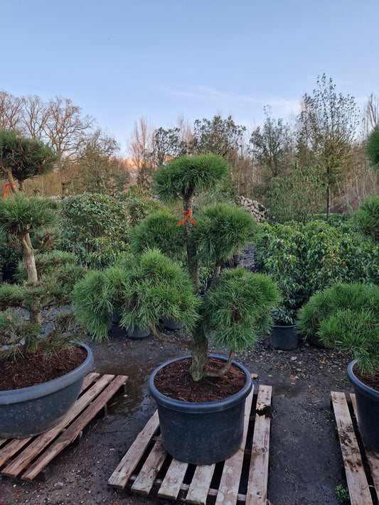 Pinus sylvestris Bonsai Nr 6.