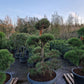 Pinus sylvestris Bonsai Nr 7. Sierpot