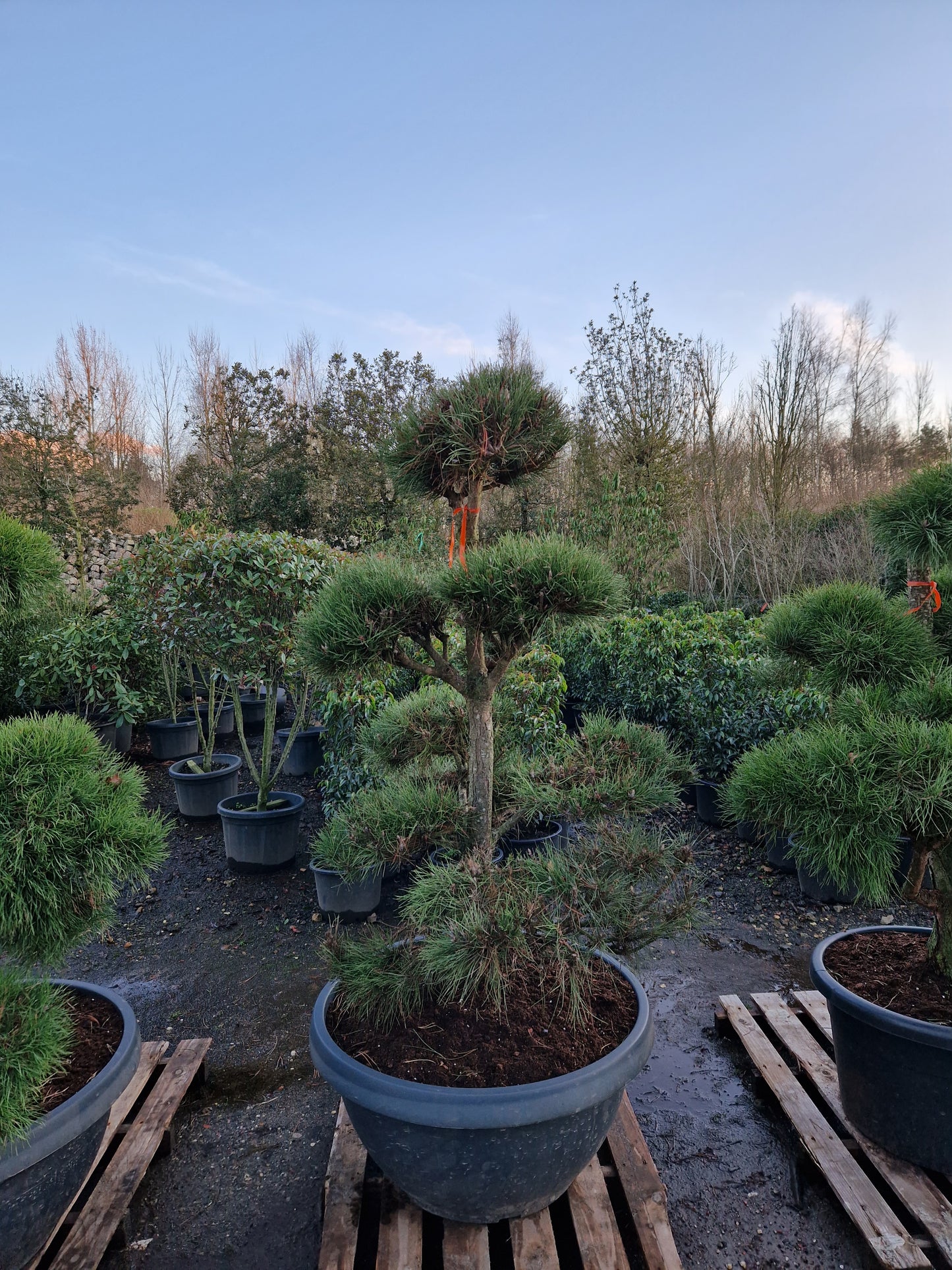 Pinus sylvestris Bonsai Nr 7. Sierpot