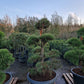 Pinus sylvestris Bonsai Nr 7. Sierpot