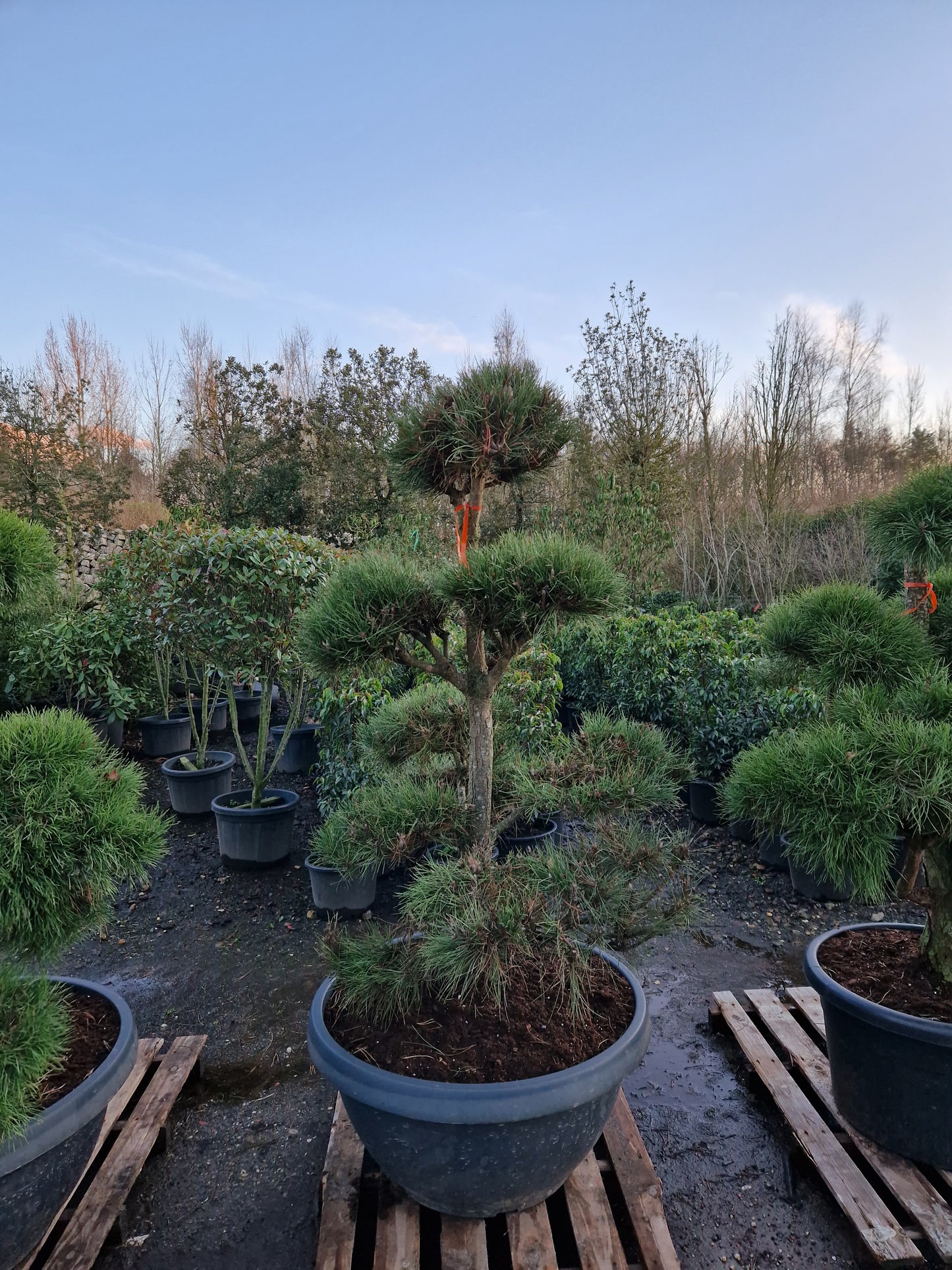 Pinus sylvestris Bonsai Nr 7. Sierpot