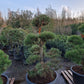 Pinus sylvestris Bonsai Nr 7. Sierpot