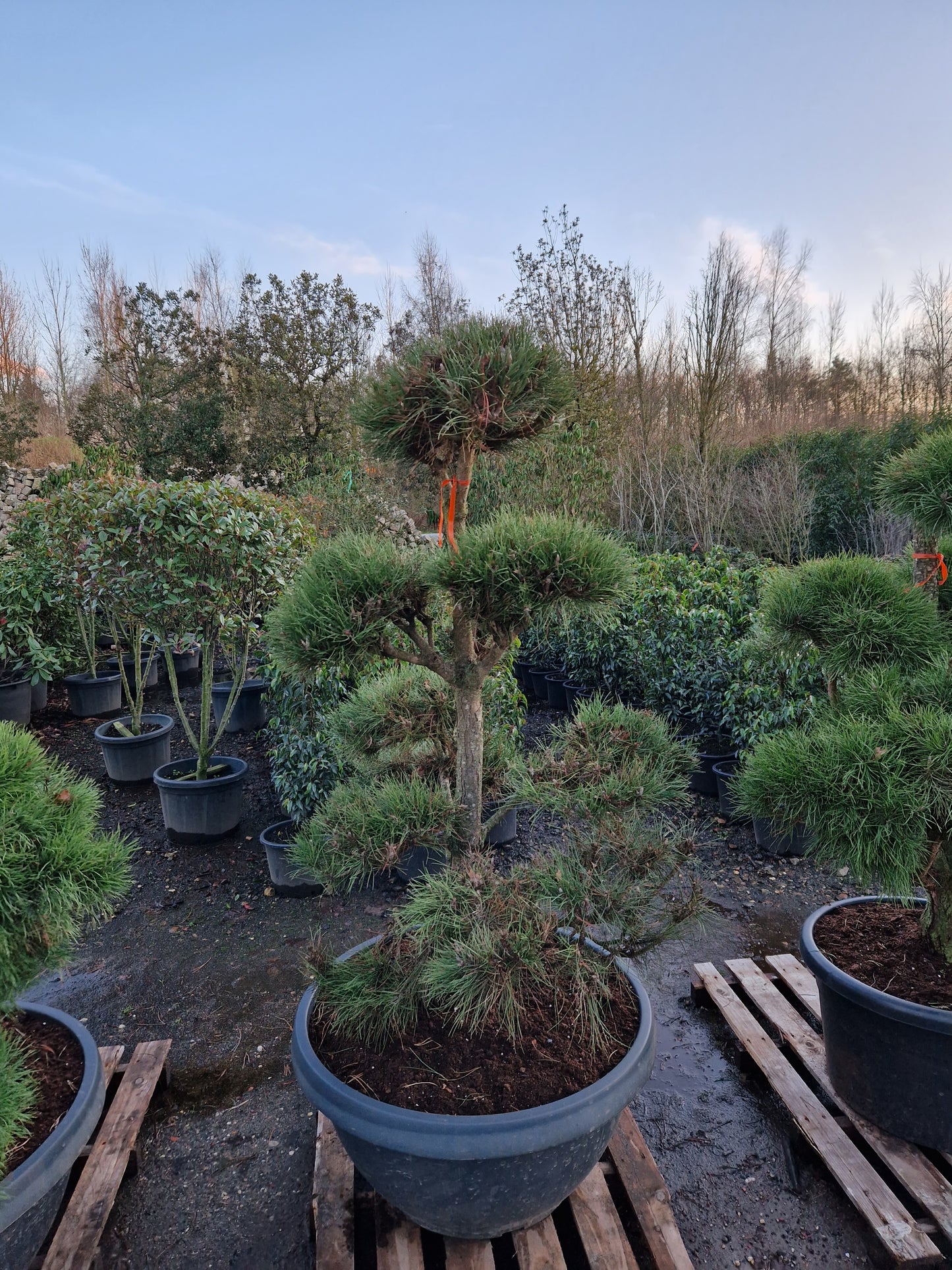 Pinus sylvestris Bonsai Nr 7. Sierpot