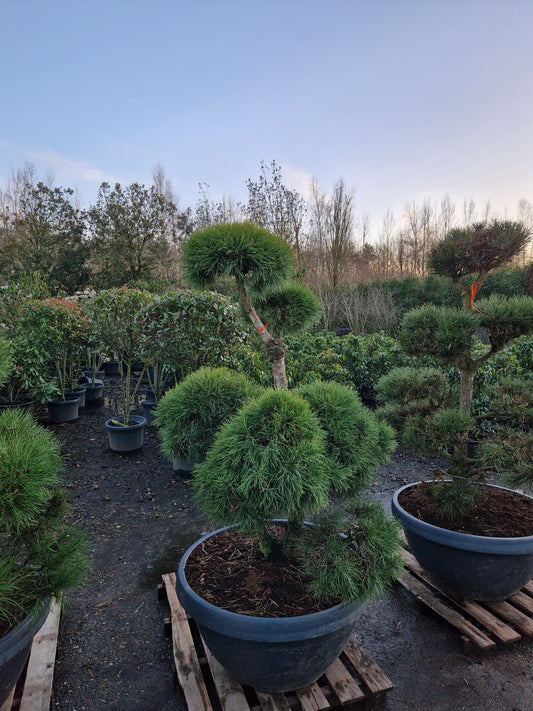 Pinus sylvestris Bonsai Nr 8. Sierpot