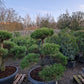 Pinus sylvestris Bonsai Nr 11. Sierpot