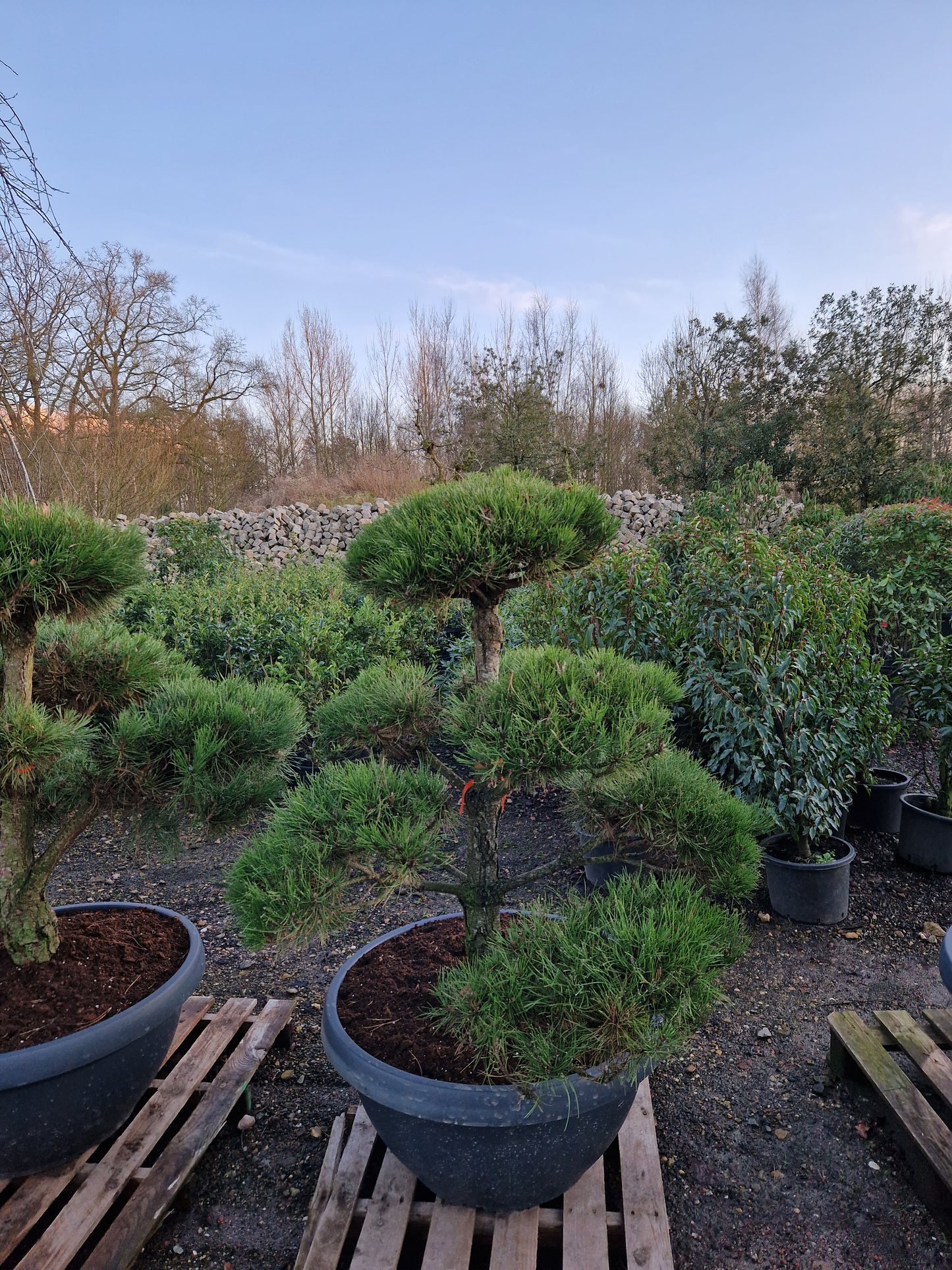 Pinus sylvestris Bonsai Nr 11. Sierpot