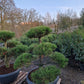 Pinus sylvestris Bonsai Nr 11. Sierpot