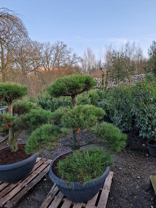 Pinus sylvestris Bonsai Nr 11. Sierpot