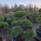 Pinus sylvestris Bonsai Nr 11. Sierpot