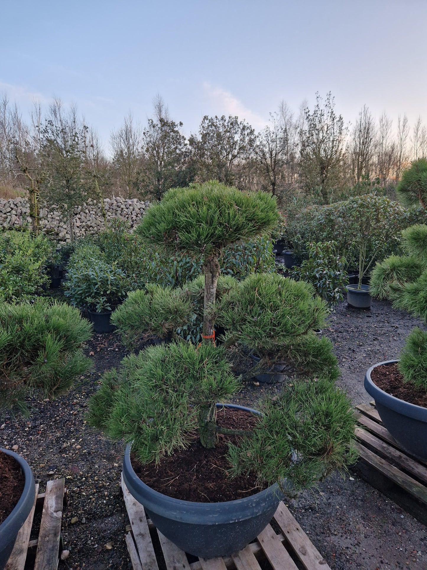 Pinus sylvestris Bonsai Nr 11. Sierpot