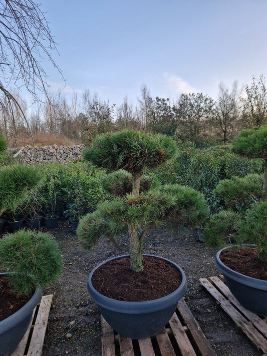 Pinus sylvestris Bonsai Nr 12. Sierpot