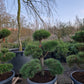 Pinus sylvestris Bonsai Nr 13. Sierpot