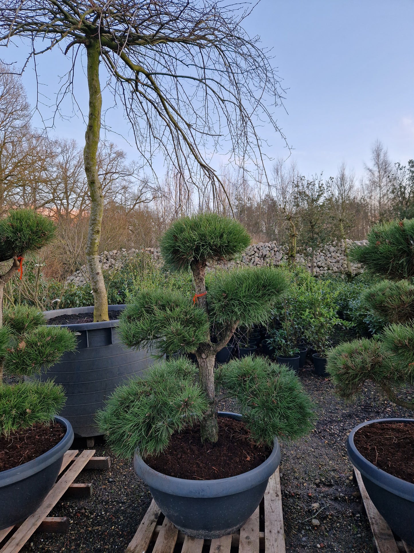 Pinus sylvestris Bonsai Nr 13. Sierpot