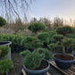 Pinus sylvestris Bonsai Nr 13. Sierpot