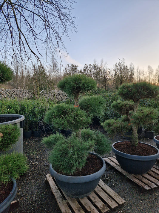 Pinus sylvestris Bonsai Nr 13. Sierpot