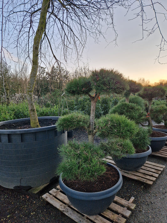 Pinus sylvestris Bonsai Nr 14. Sierpot