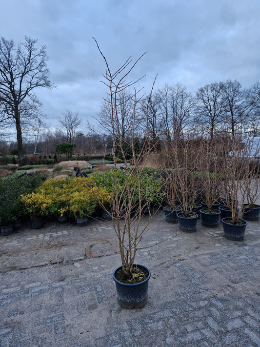 Viburnum plicatum "st. keverne" sneeuwbal 200cm Wit