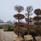 Fagus Sylvatica Atropunicea XXL rode vormsnoei beuk