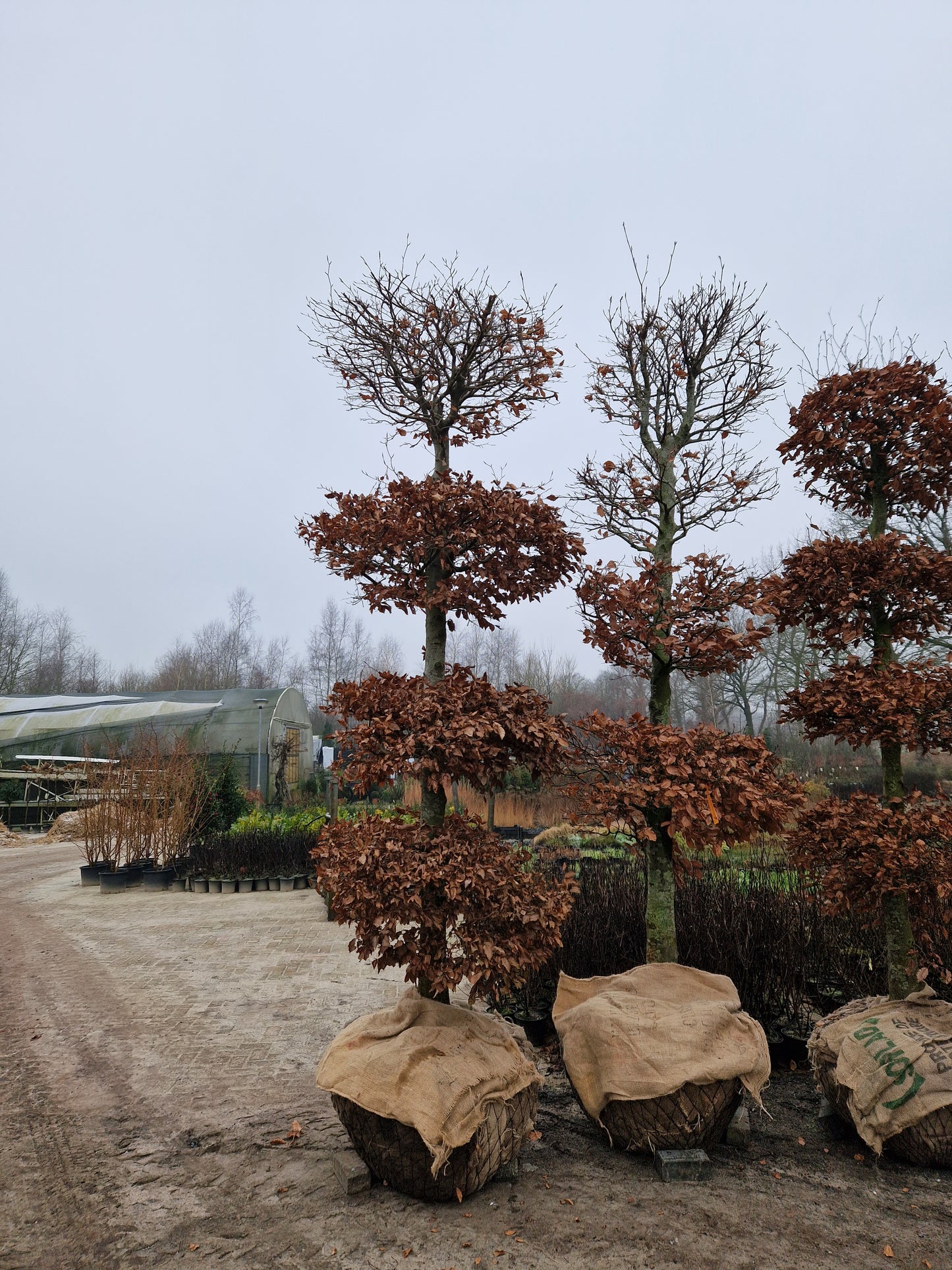 Fagus Sylvatica Atropunicea XXL rode vormsnoei beuk