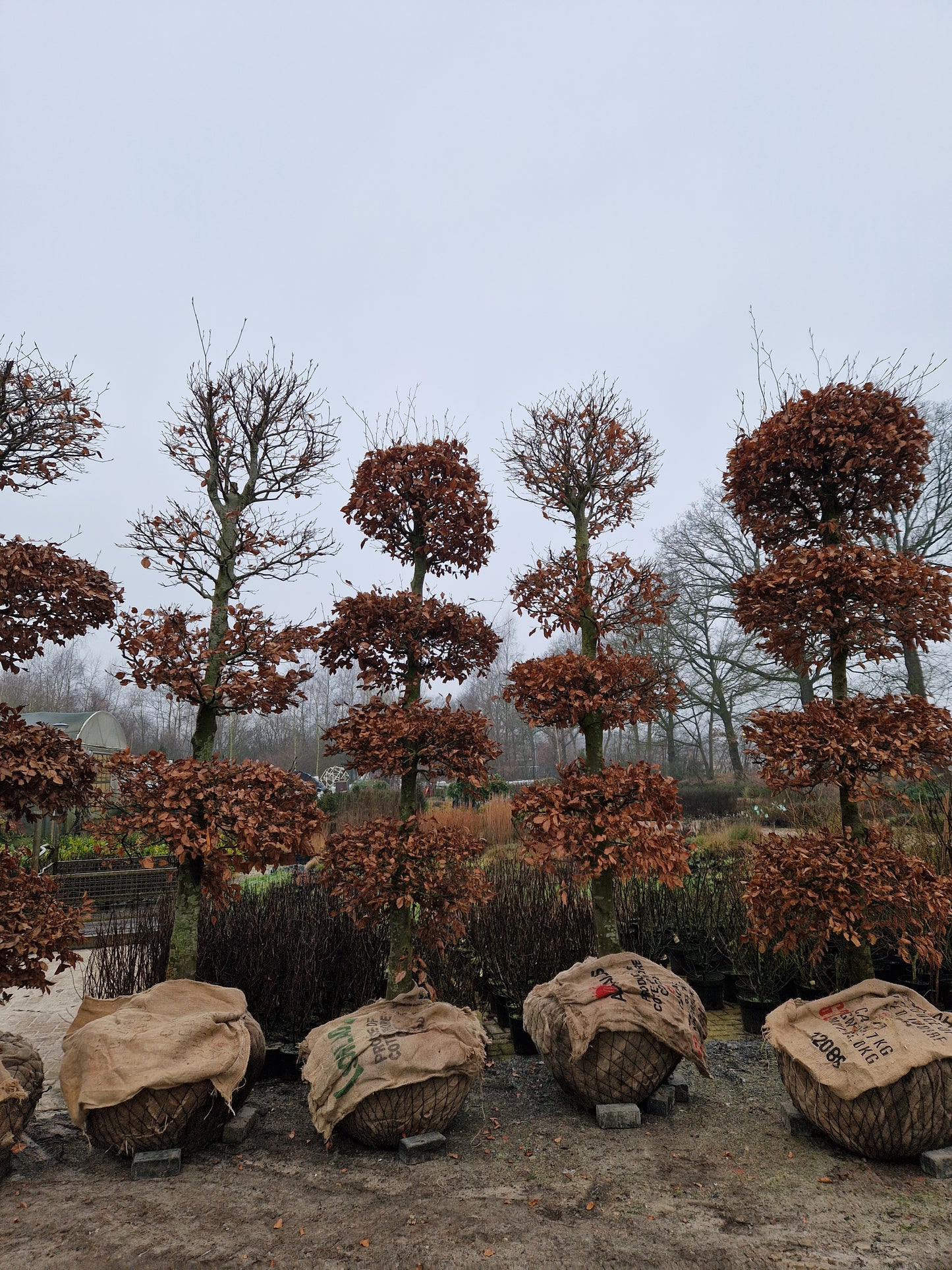 Fagus Sylvatica Atropunicea XXL rode vormsnoei beuk