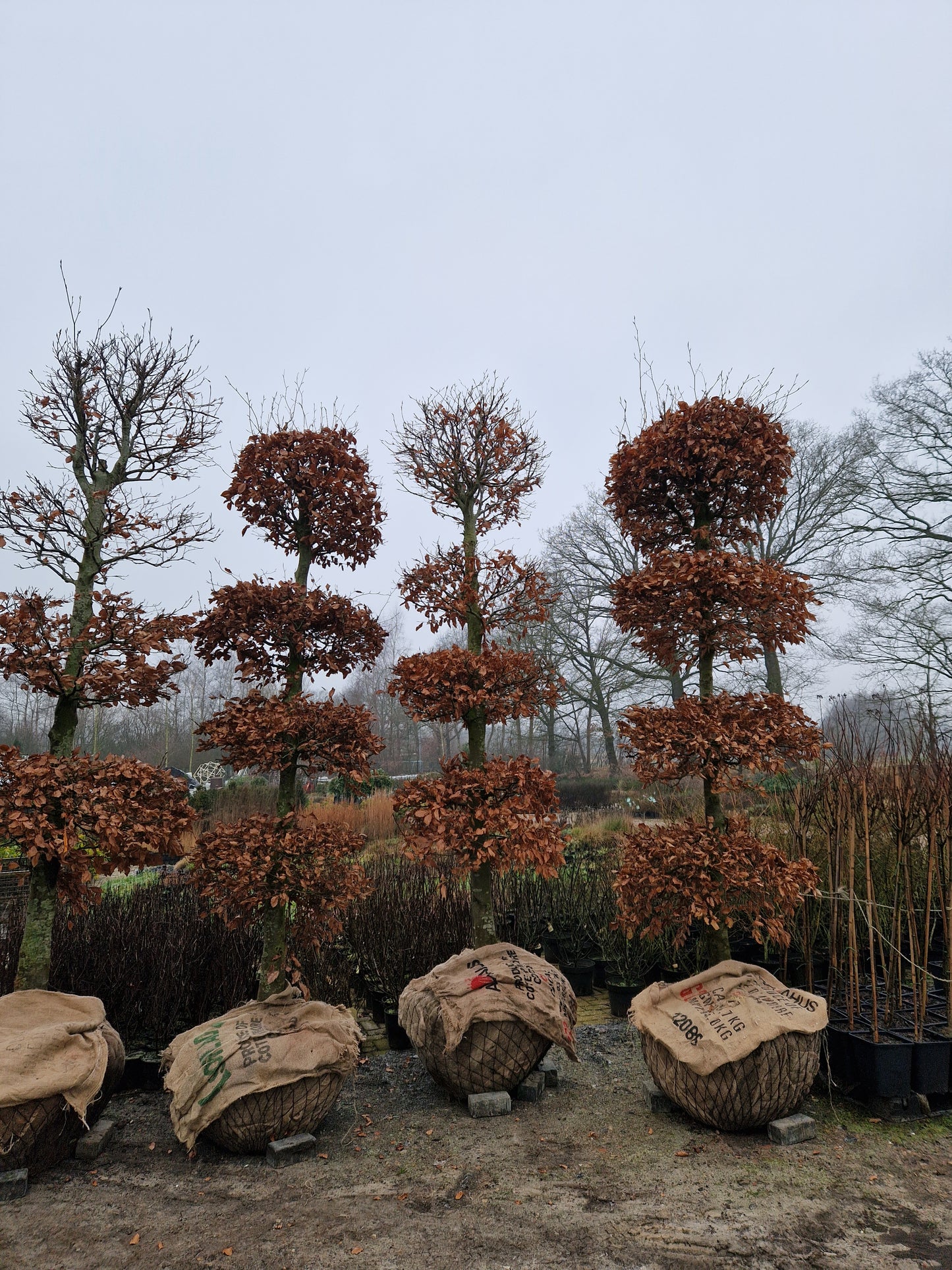 Fagus Sylvatica Atropunicea XXL rode vormsnoei beuk