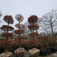 Fagus Sylvatica Atropunicea XXL rode vormsnoei beuk