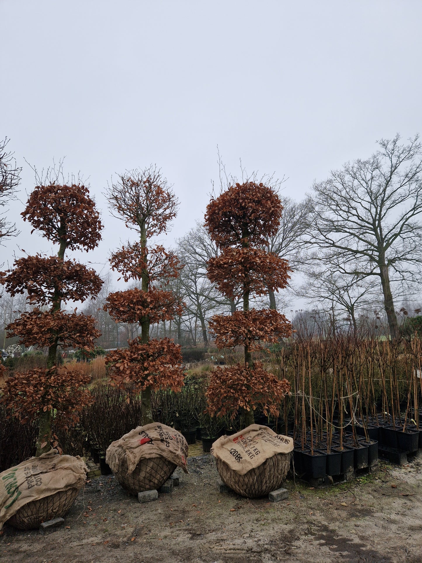 Fagus Sylvatica Atropunicea XXL rode vormsnoei beuk