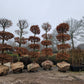 Fagus Sylvatica Atropunicea XXL rode vormsnoei beuk