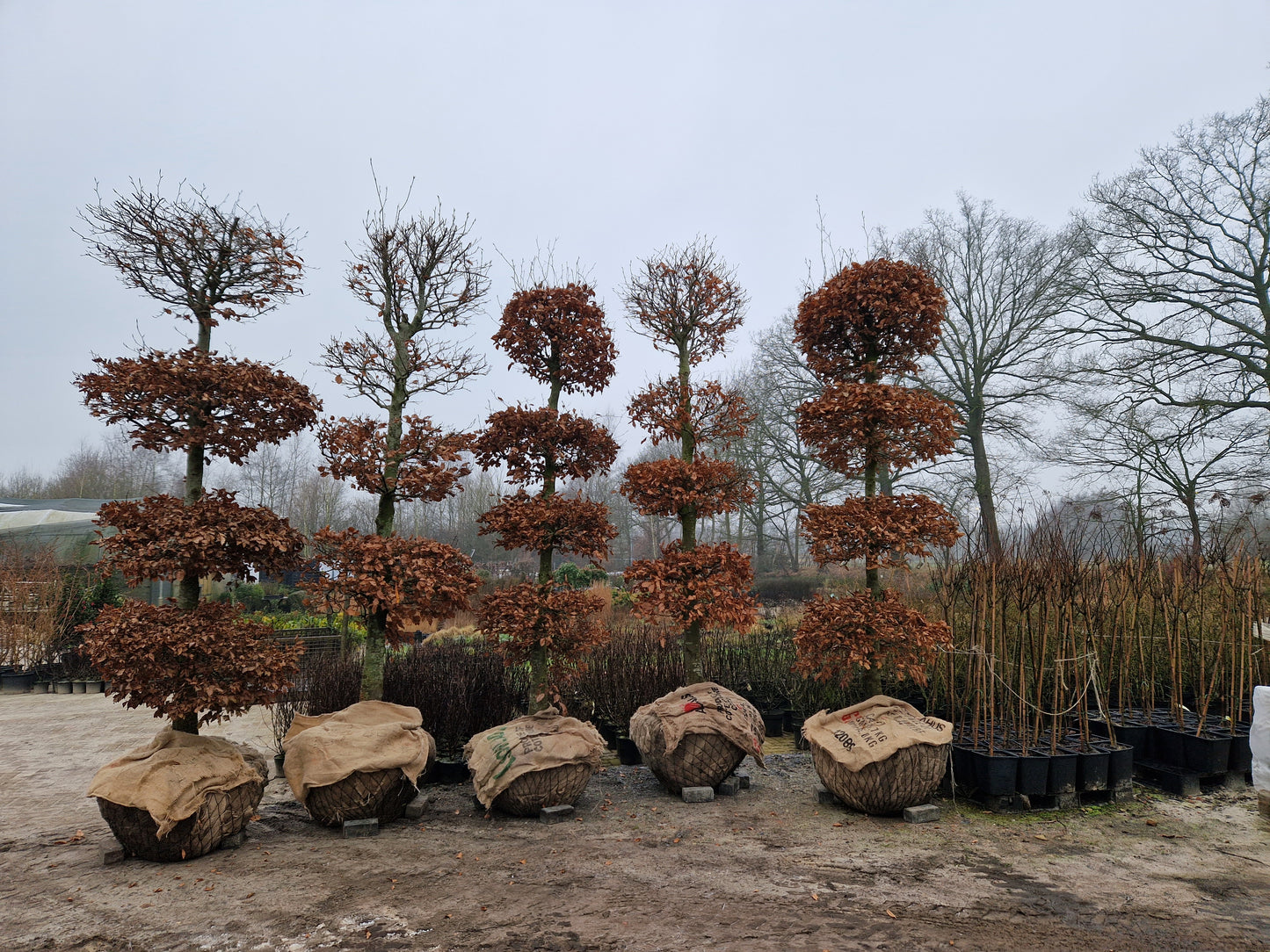 Fagus Sylvatica Atropunicea XXL rode vormsnoei beuk