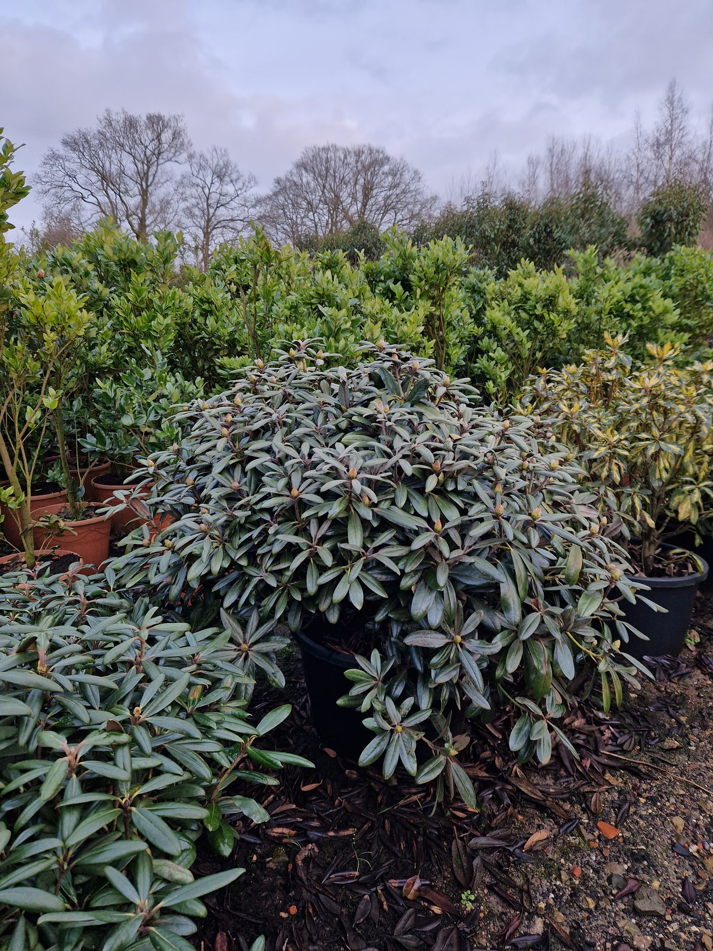 Rhododendron Yakushimanum Edelweiss XXL