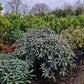 Rhododendron Yakushimanum Edelweiss XXL