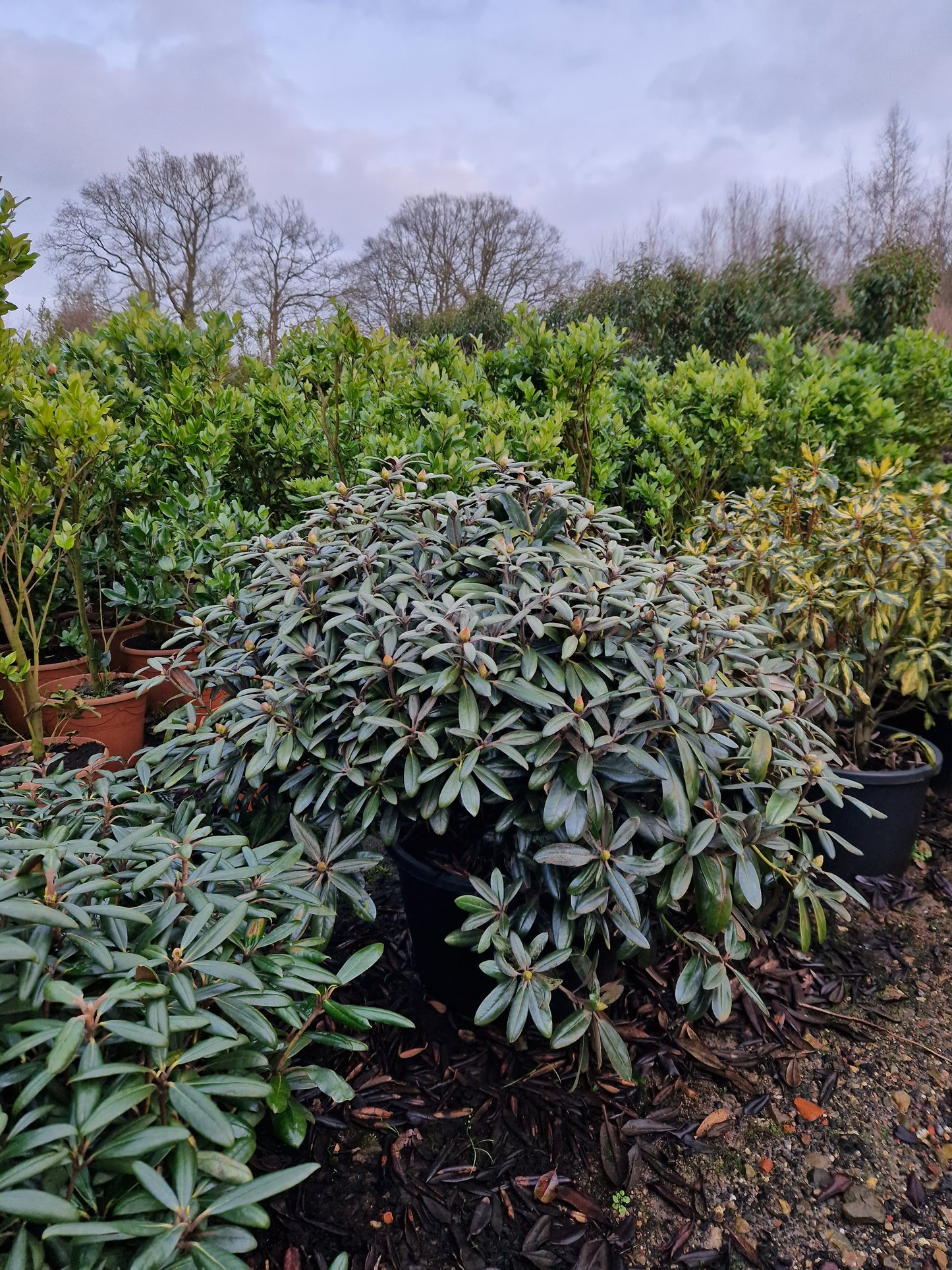 Rhododendron Yakushimanum Edelweiss XXL